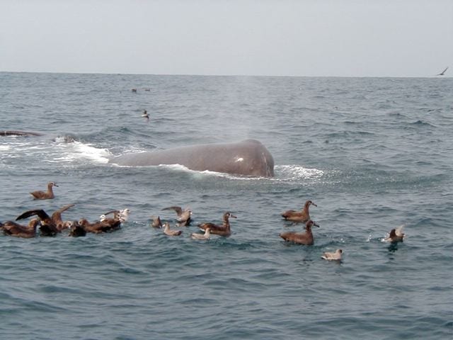 OLYMPUS DIGITAL CAMERA Sperm whales are almost always next to the boat while we longline for sablefish (black cod). The smart ones eat our target catch. Some sperm whales, the dumb ones (Is it politically correct to call a sperm whale "dumb"? Would that constitute harassment of a marine mammal?) haven't yet figured out how to get a free lunch, but they are learning. When the whales take too many fish, it may turn an otherwise reasonable man into a Captain Ahab!